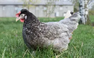 Mělník a okolí podzimní rozvoz a prodej slepiček