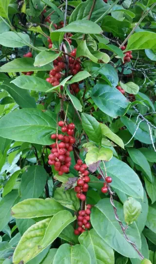 Samosběr Klanoprašky čínské (Schizandra) – adaptogen
