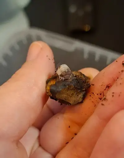 Cubaris sp. Panda King