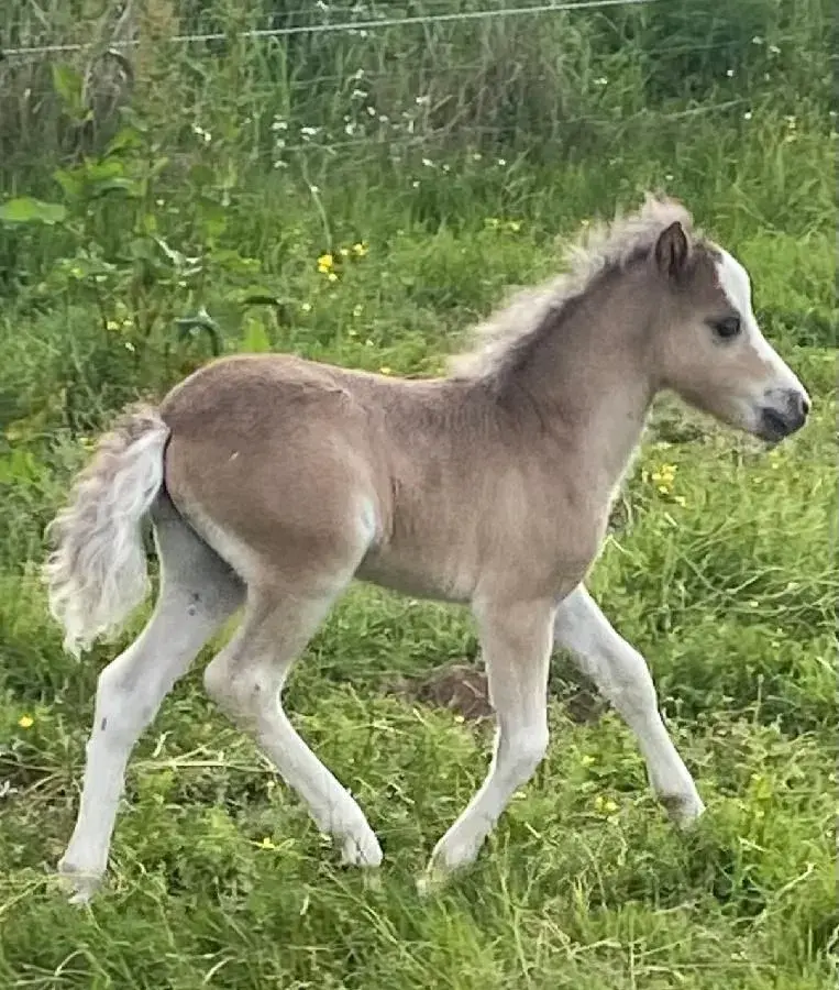 Minihorse