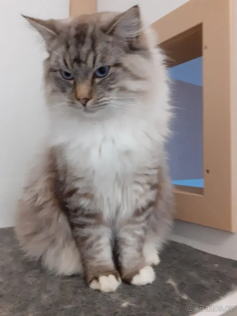 Kocour Ragdoll ke krytí