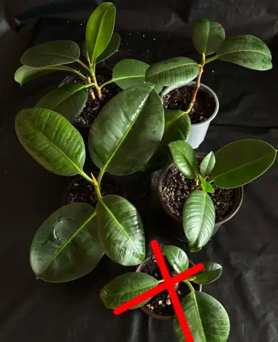 Ficus elastica mladé rostliny