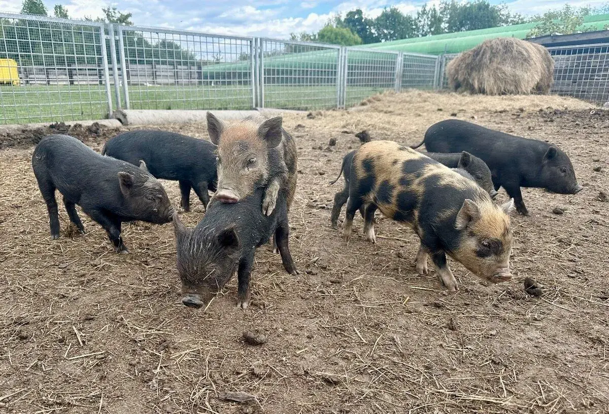 selata Kune Kune/ göttingenské miniprasátko