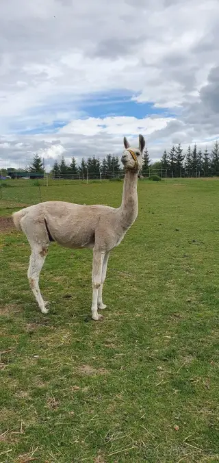 Lama krotká-samec
