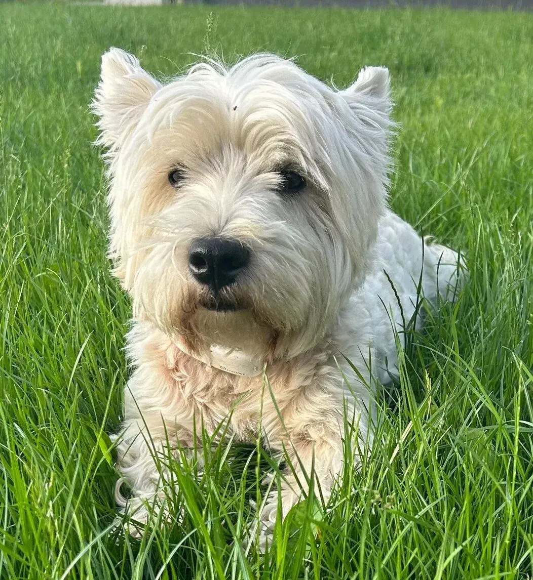 Westik