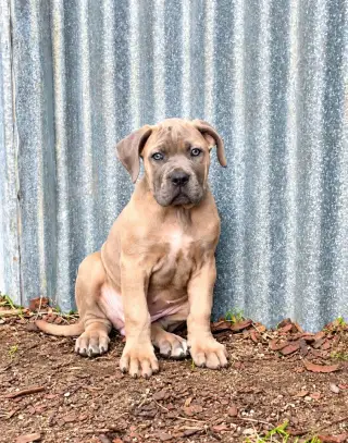 Fenka Cane Corso s PP