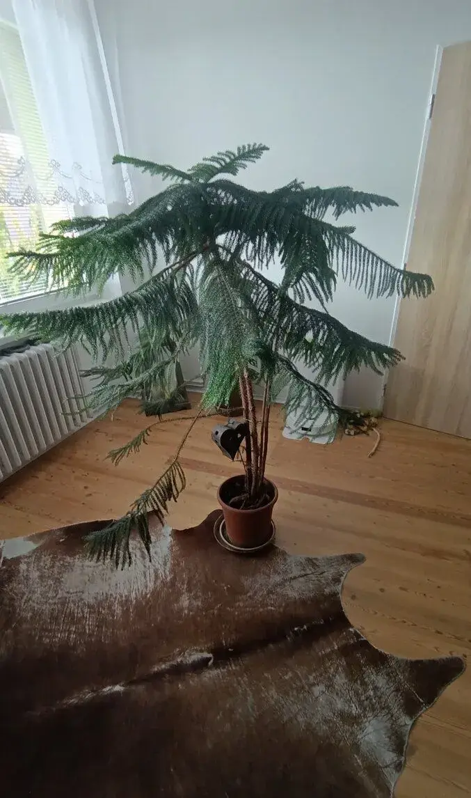 Araucaria