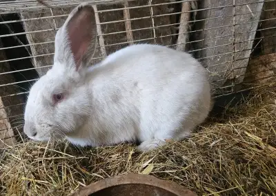 Králík