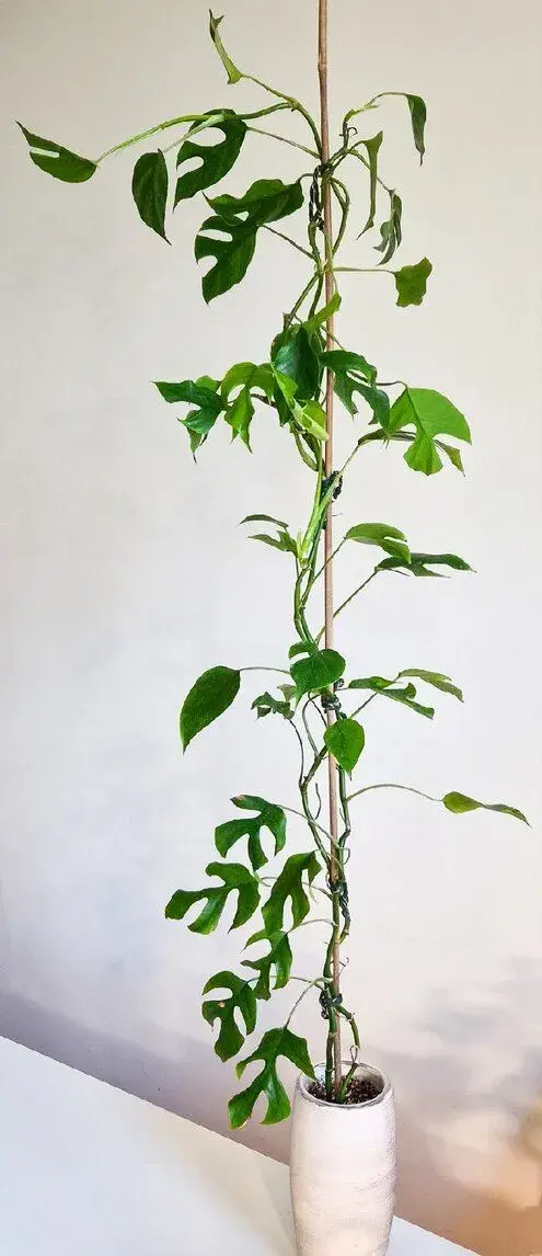 Rhaphidophora tetrasperma (monstera minima)