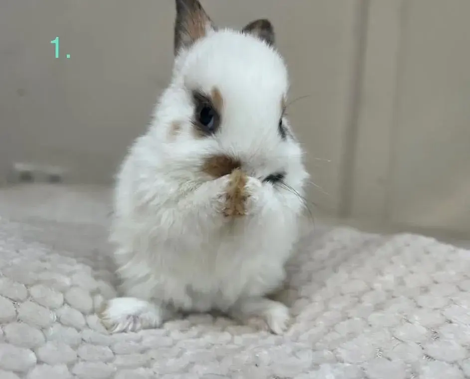 Krásná mláďata zakrslých králíčků