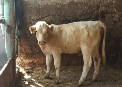 Tele Charolais 100% jalovička