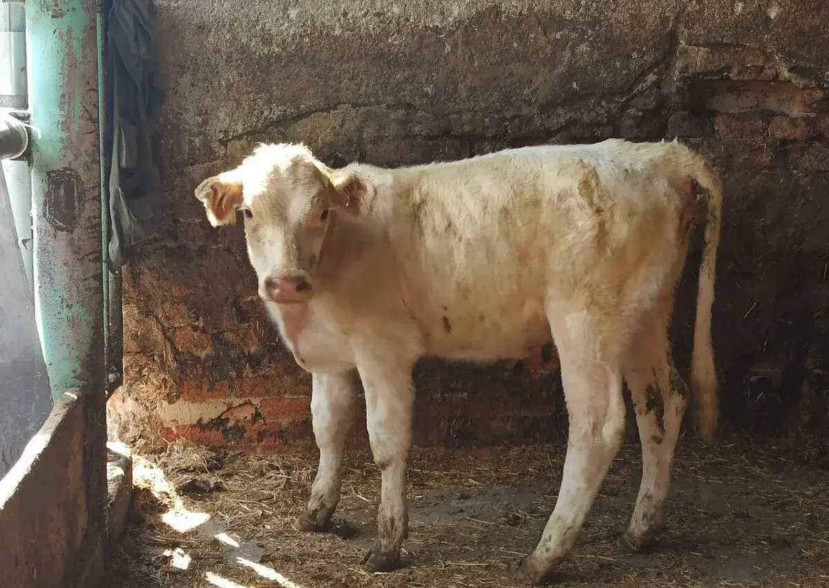 Tele Charolais 100% jalovička