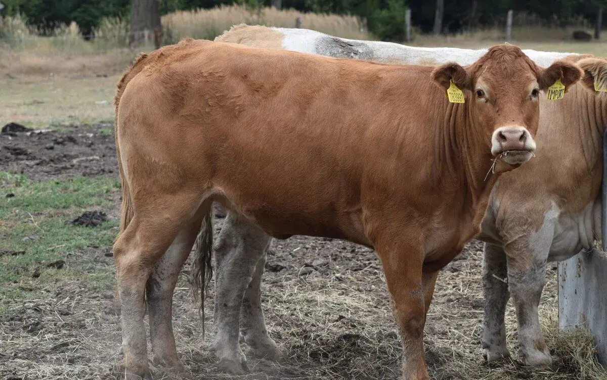 Březí jalovici Limousine s POP