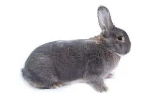 VÍDEŇSKÝ MODROŠEDÝ