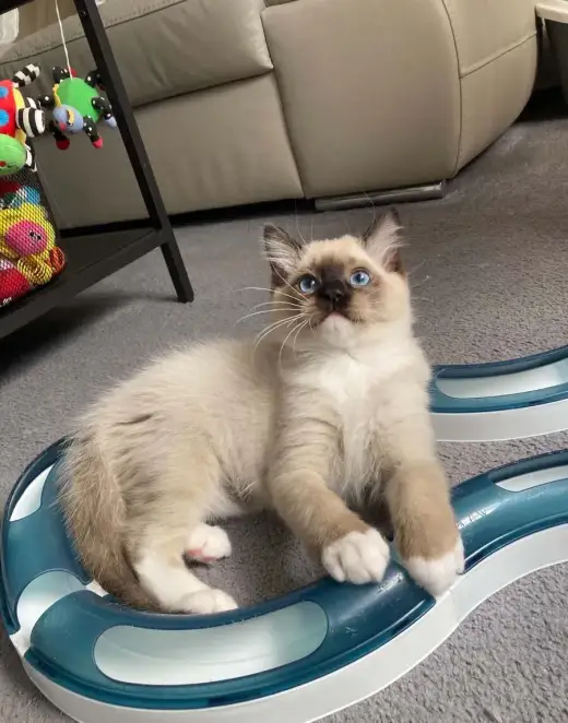 Ragdollí kluci