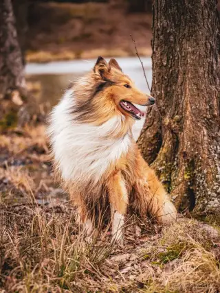 Zlatá dlouhostrstá kolie ke krytí