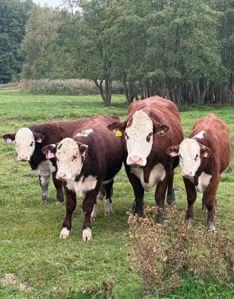 Hereford