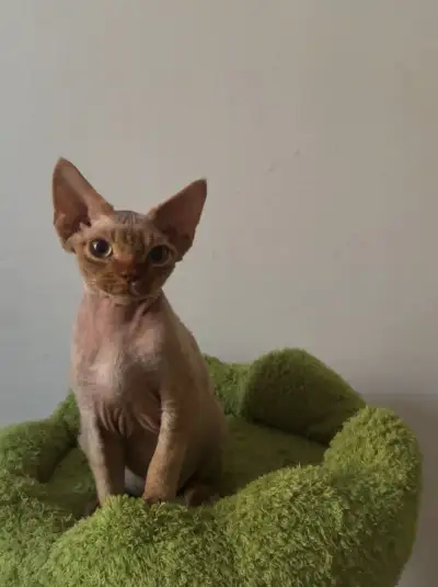 Devon rex koťáta s pp