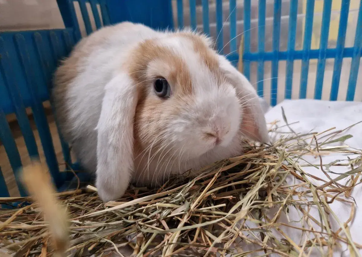 Mini zakrslý králíček