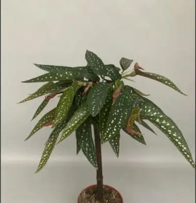 BEGONIA TAMAYA, NÁDHERNÁ ROSTLINA, LZE TVAROVAT