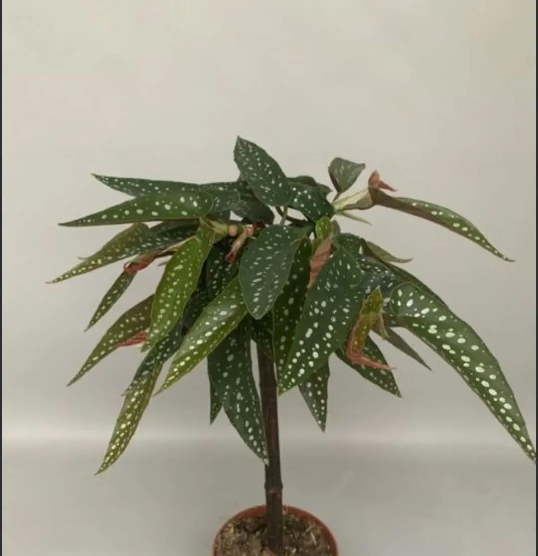 BEGONIA TAMAYA, NÁDHERNÁ ROSTLINA, LZE TVAROVAT