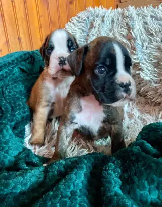 Boxer s PP, chov. stanice