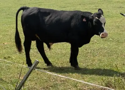 Hovězí na porážku