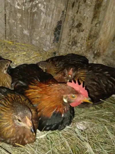 Kohout vlaška koroptví