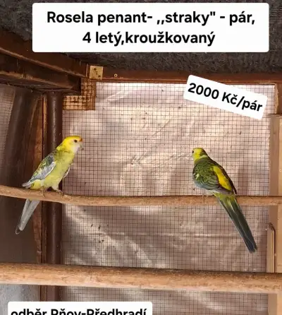 Rosela pestrá straky - pár