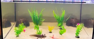 Axolotli + akvarium