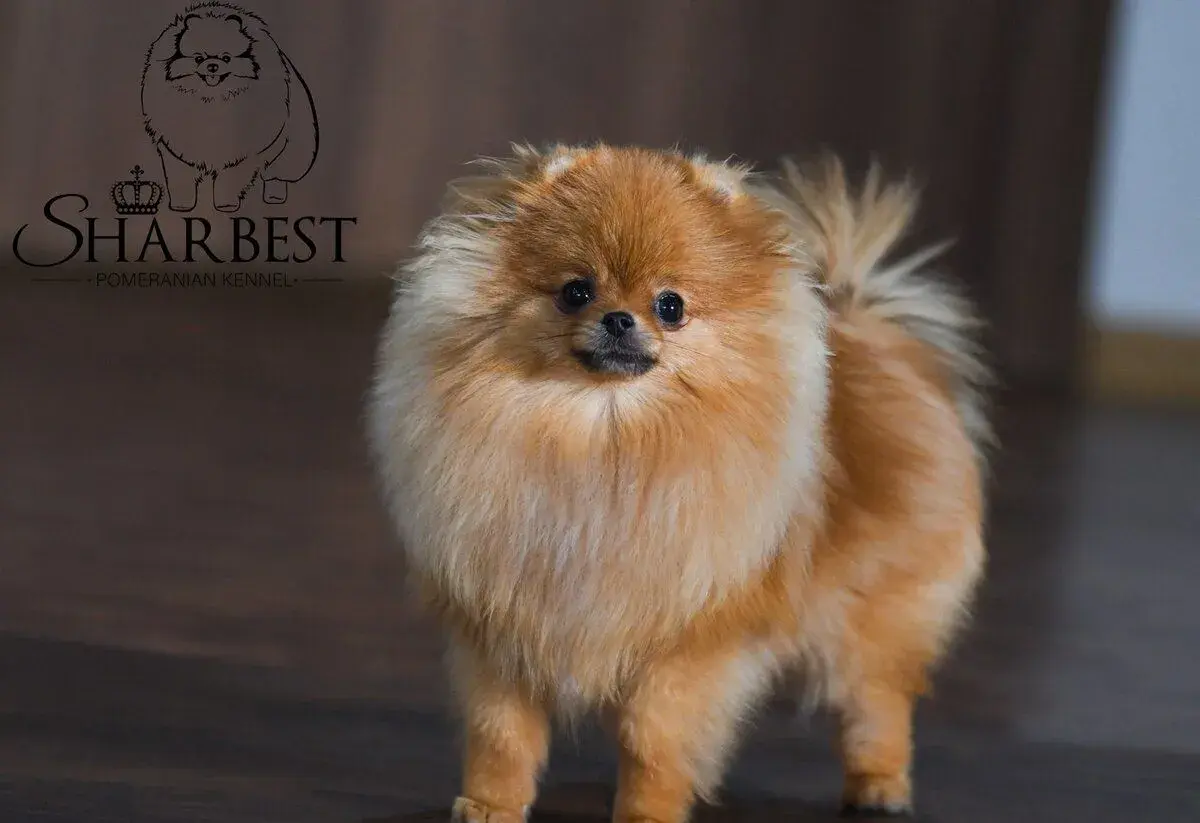 Pomeranian s PP FCI, fena