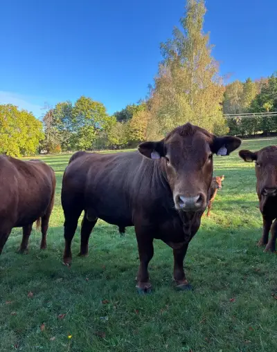 Plemenného býka Aberdeen angus