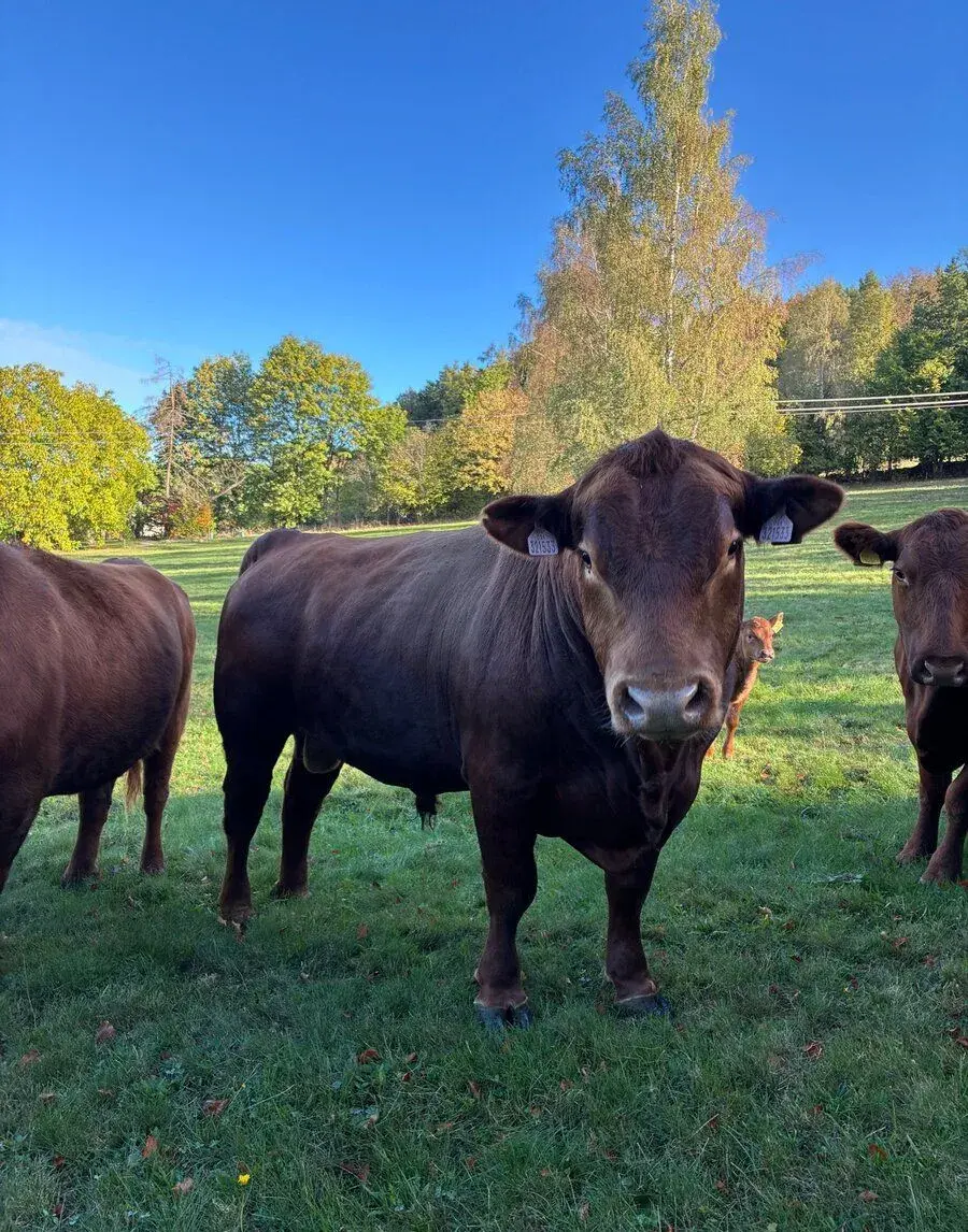 Plemenného býka Aberdeen angus