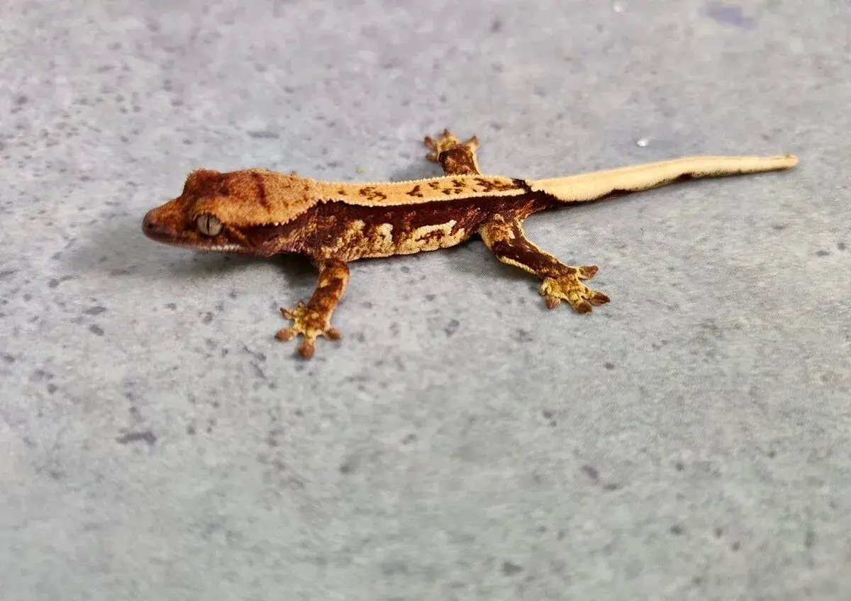 Pagekon řasnatý - Correlophus ciliatus