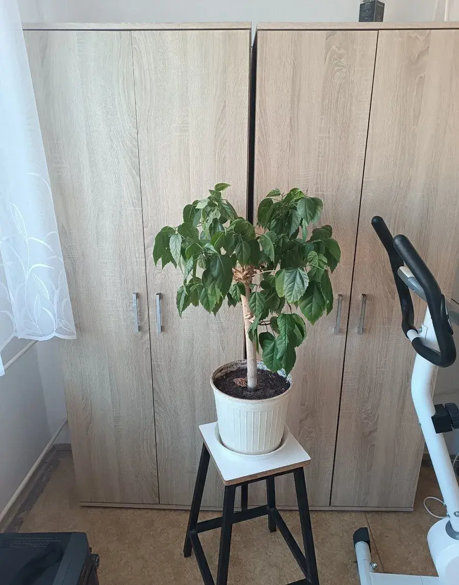 2 skříně dub sonoma
