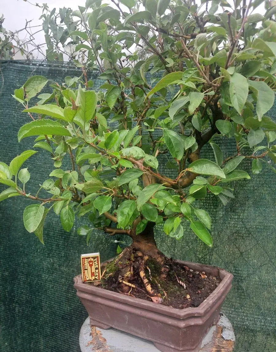 Bonsaj,bonsai Jabloň
