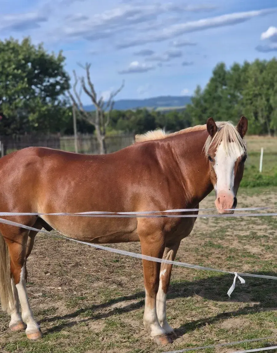 Atraktivní welsh pony sekce B