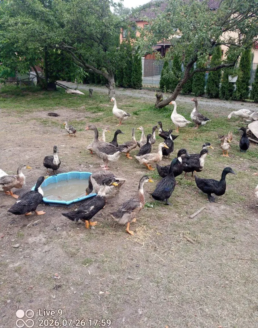 Kachny