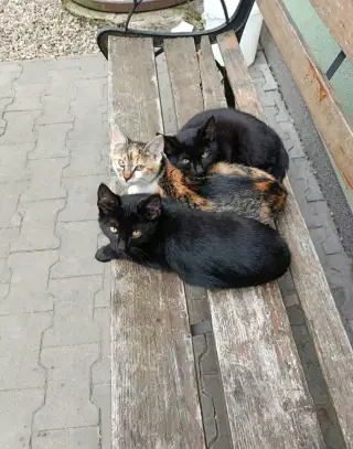 Darujeme 3 koťátka