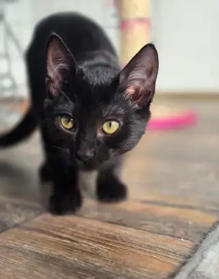 Fialka