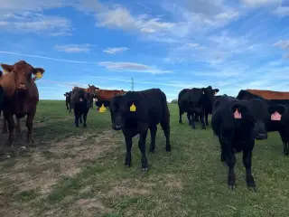 Jalovice Aberdeen Angus 8ks - EKO chov