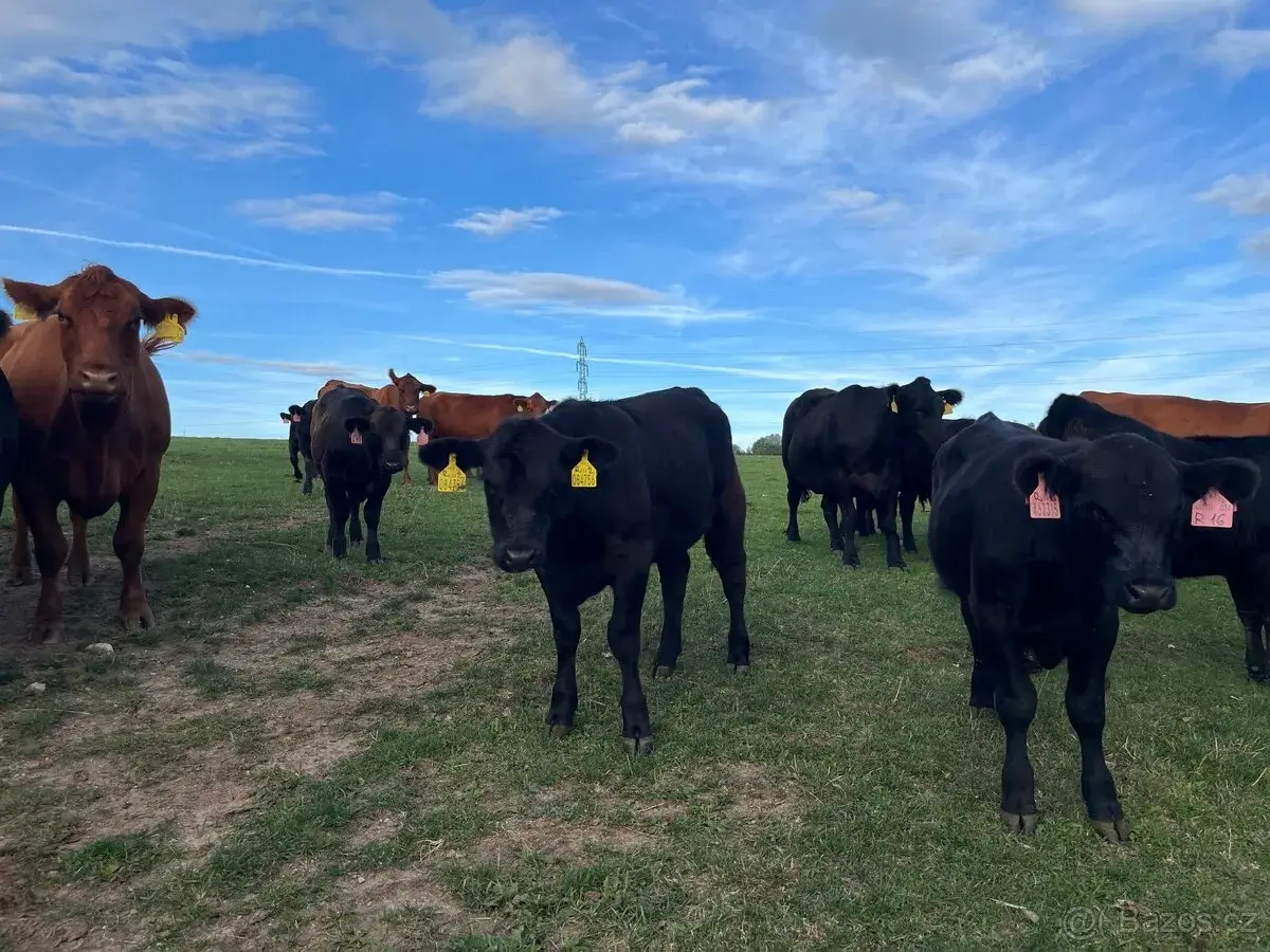 Jalovice Aberdeen Angus 8ks - EKO chov