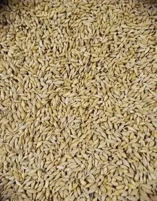 Obilí ječmen