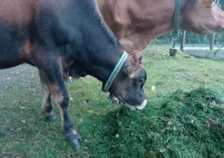 Jersey býka, býčka