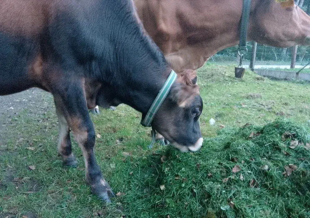 Jersey býka, býčka