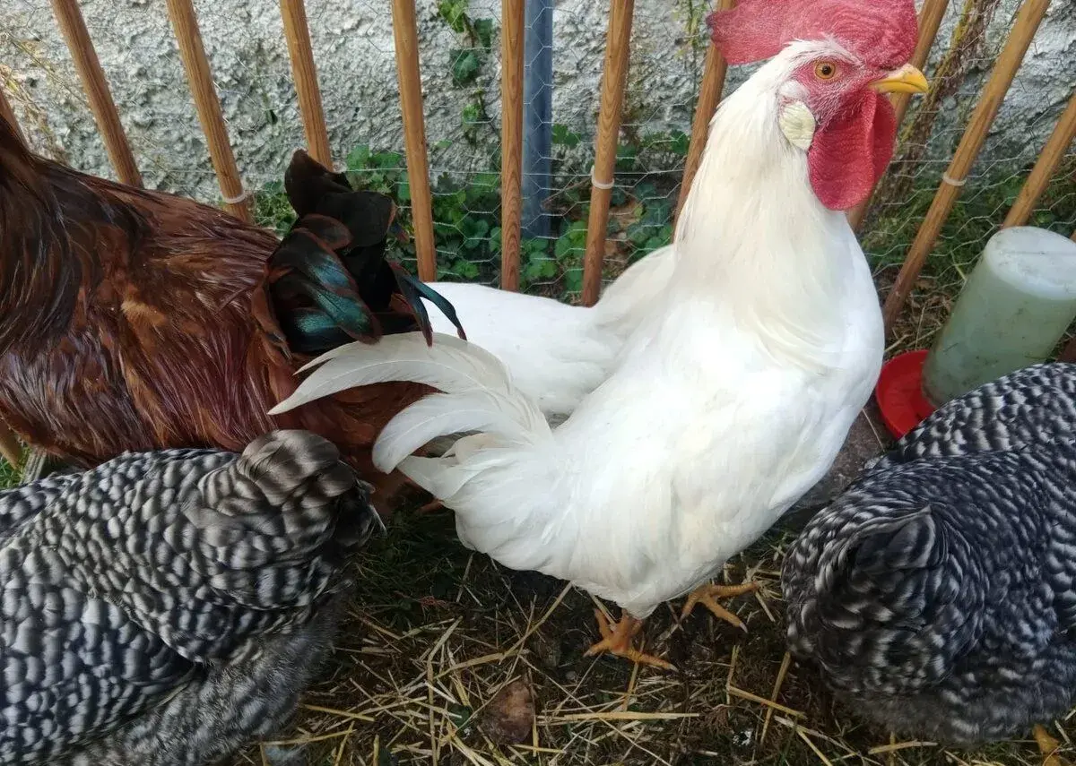 Chovný pár - Leghorn bílé