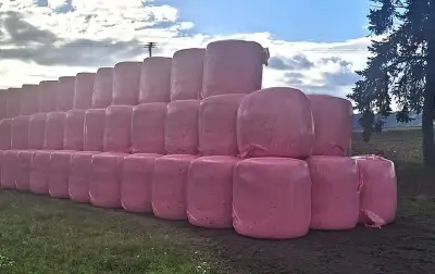 Kukuřičná siláž v balících – 950 kg – Agrosumak