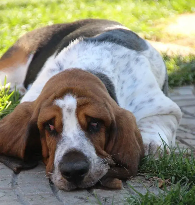 Basset hound - pejsek s PP