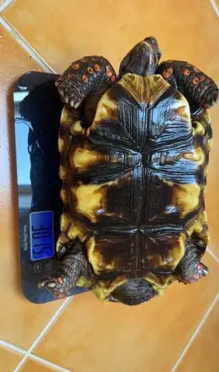 Želva uhlířská chovná skupina