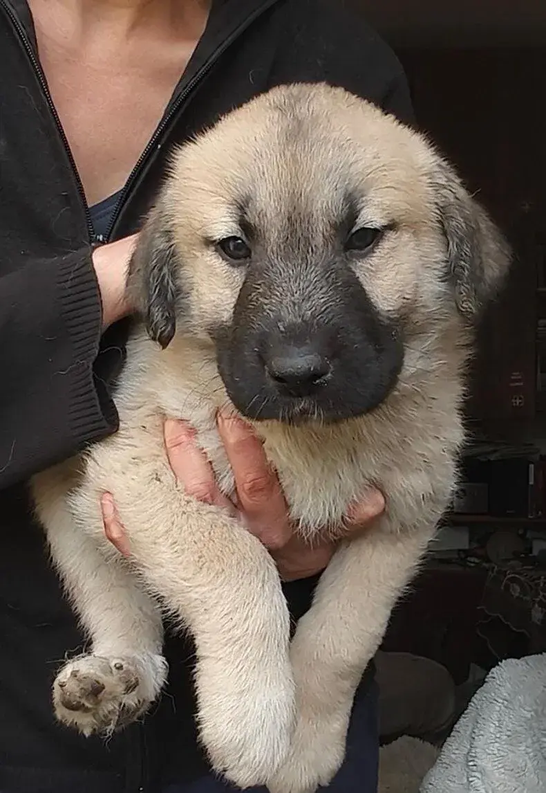 Kangal